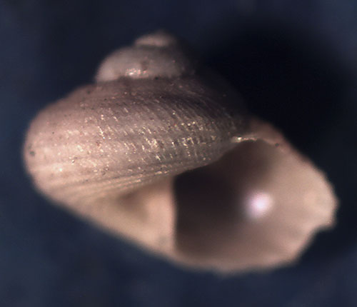 Trochidae da identificare